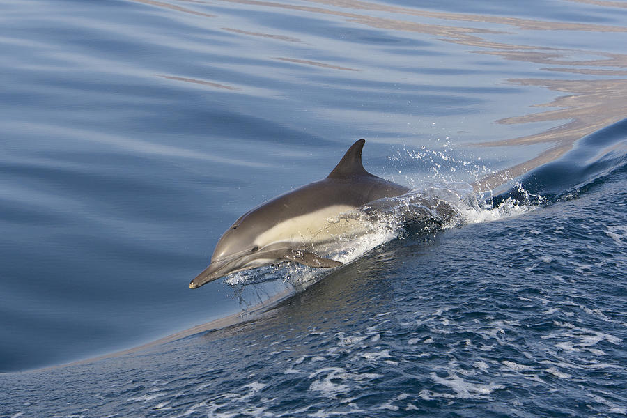 Long-beaked Common Dolphin  Photograph by Suzi Eszterhas