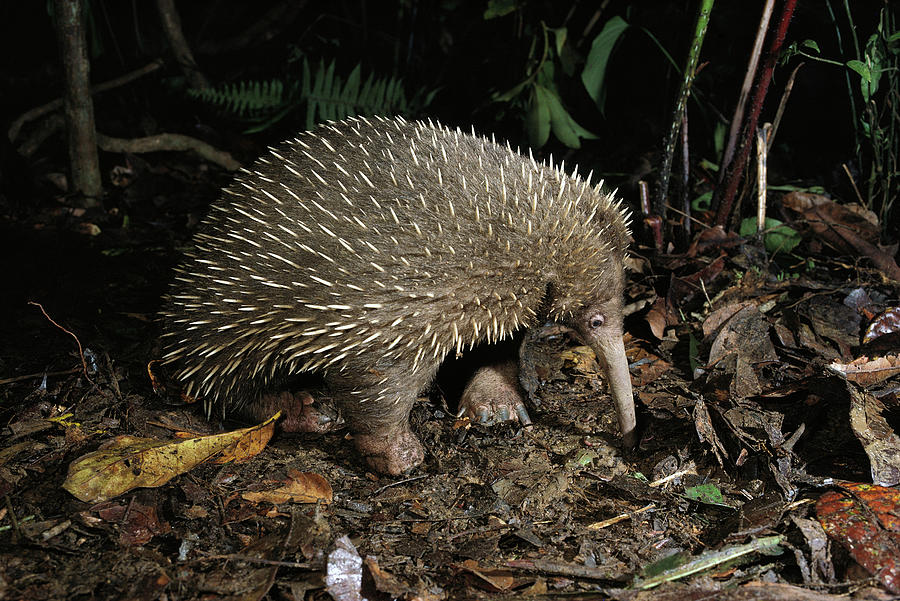 Long-beaked Echidna Zaglossus Bruijni Photograph by D Parer and E Parer-Cook