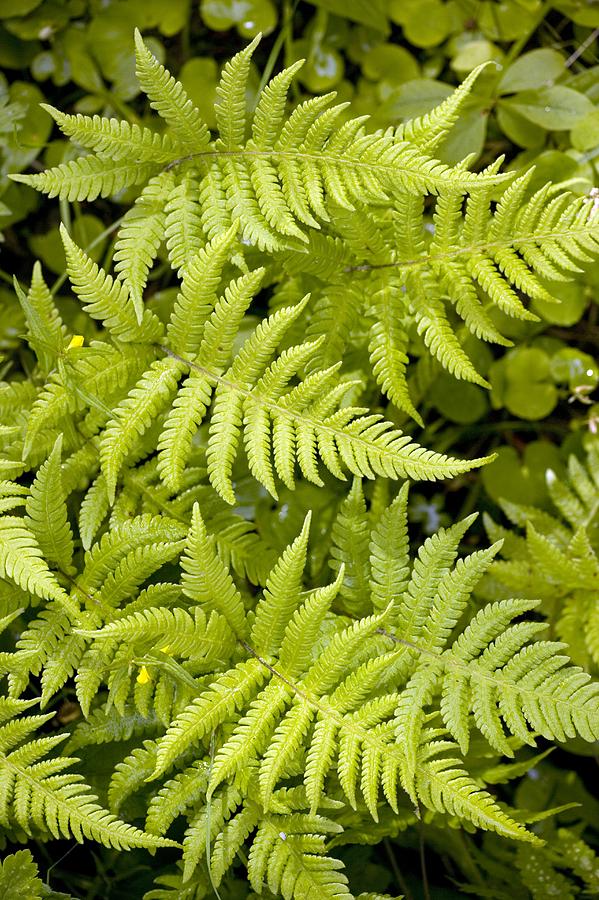 Long Beech Fern (phegopteris Connectilis) Photograph by Bob Gibbons ...