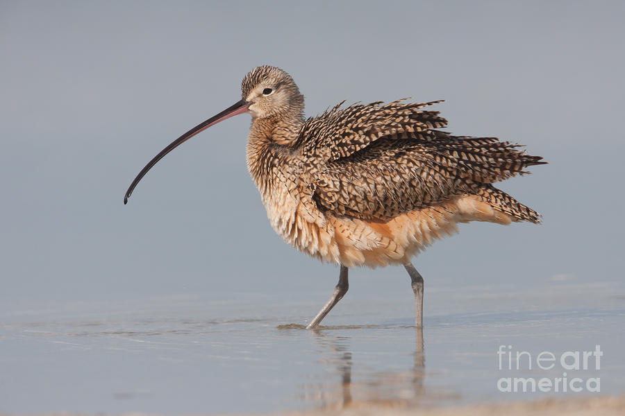 Long-billed Curlew I Photograph by Clarence Holmes