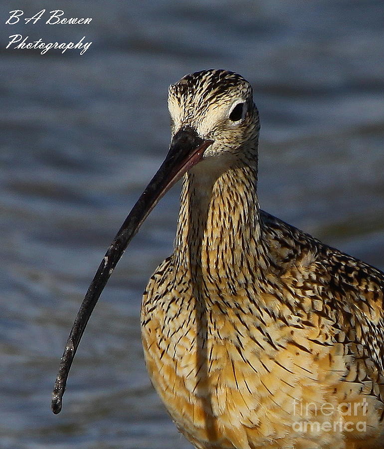 Long-billed Curlew Portrait Photograph by Barbara Bowen