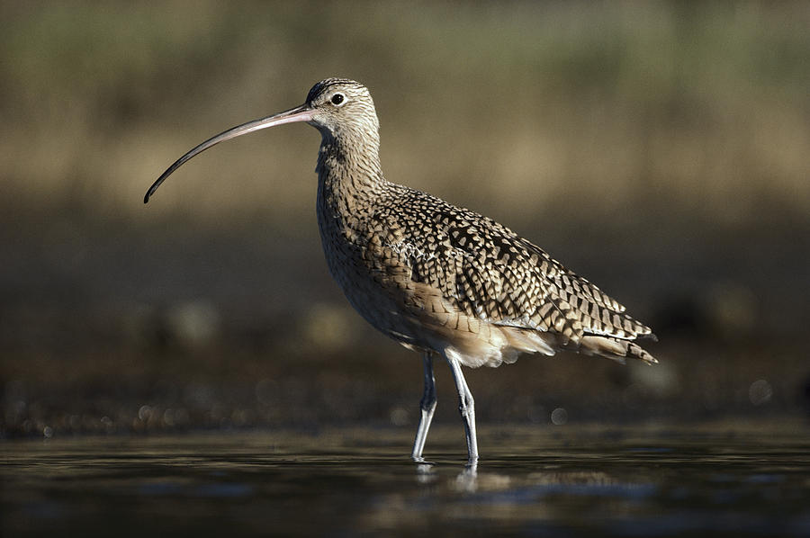 Long Billed Curlew Wading North America Photograph by Tim Fitzharris