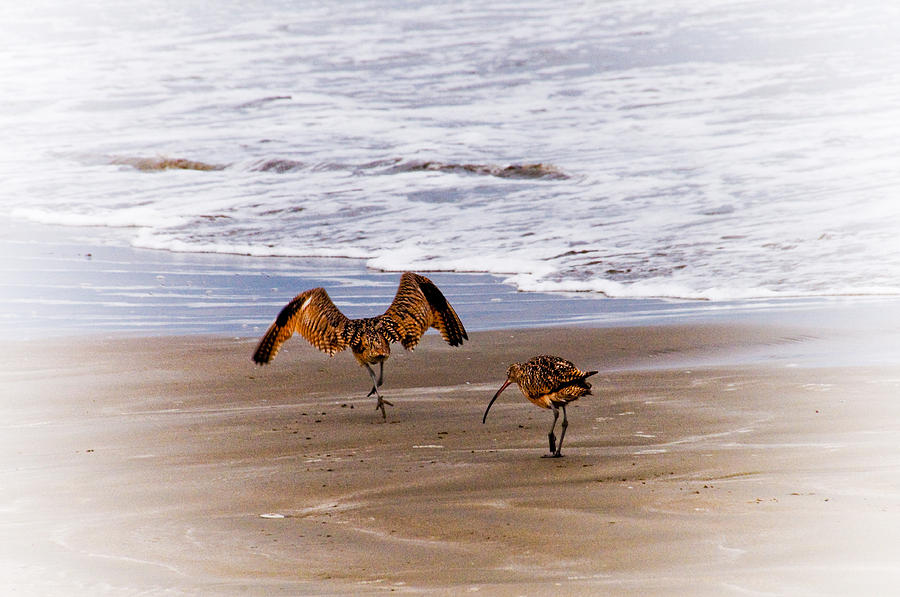 Bird Photograph - Long Billed Curlews by Mickey Clausen