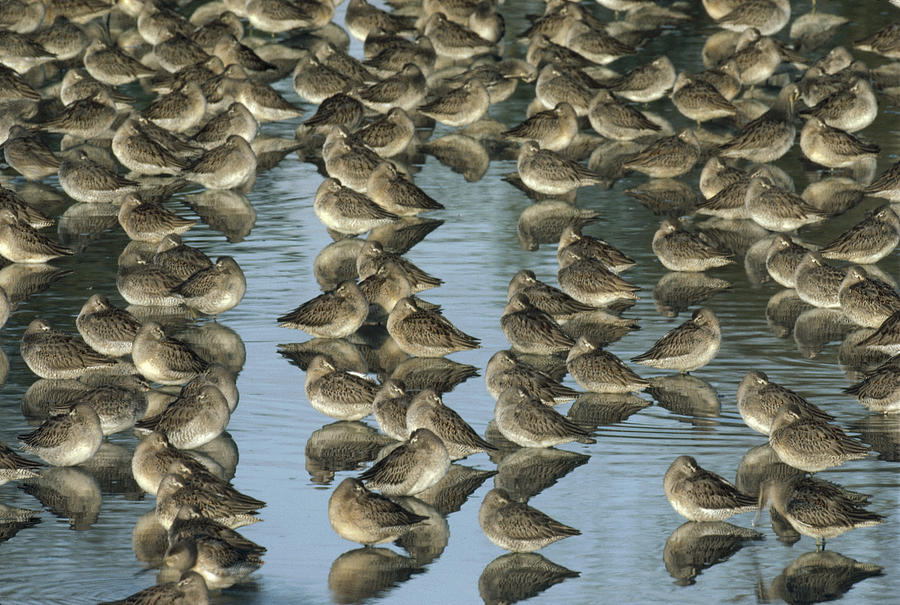 Long Billed Dowitcher Flock Sleeping Photograph by Tim Fitzharris