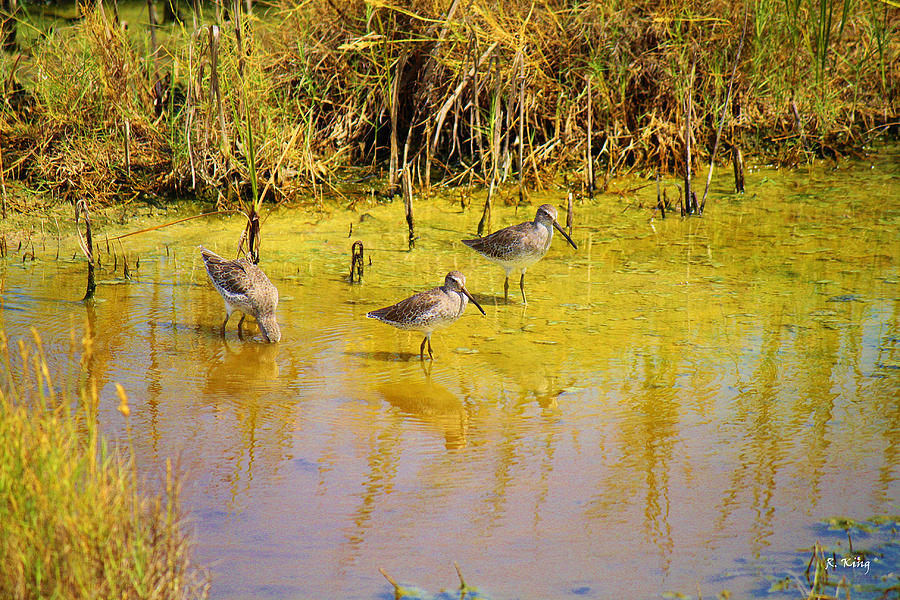 Nature Photograph - Long Billed Dowitchers Migrating by Roena King