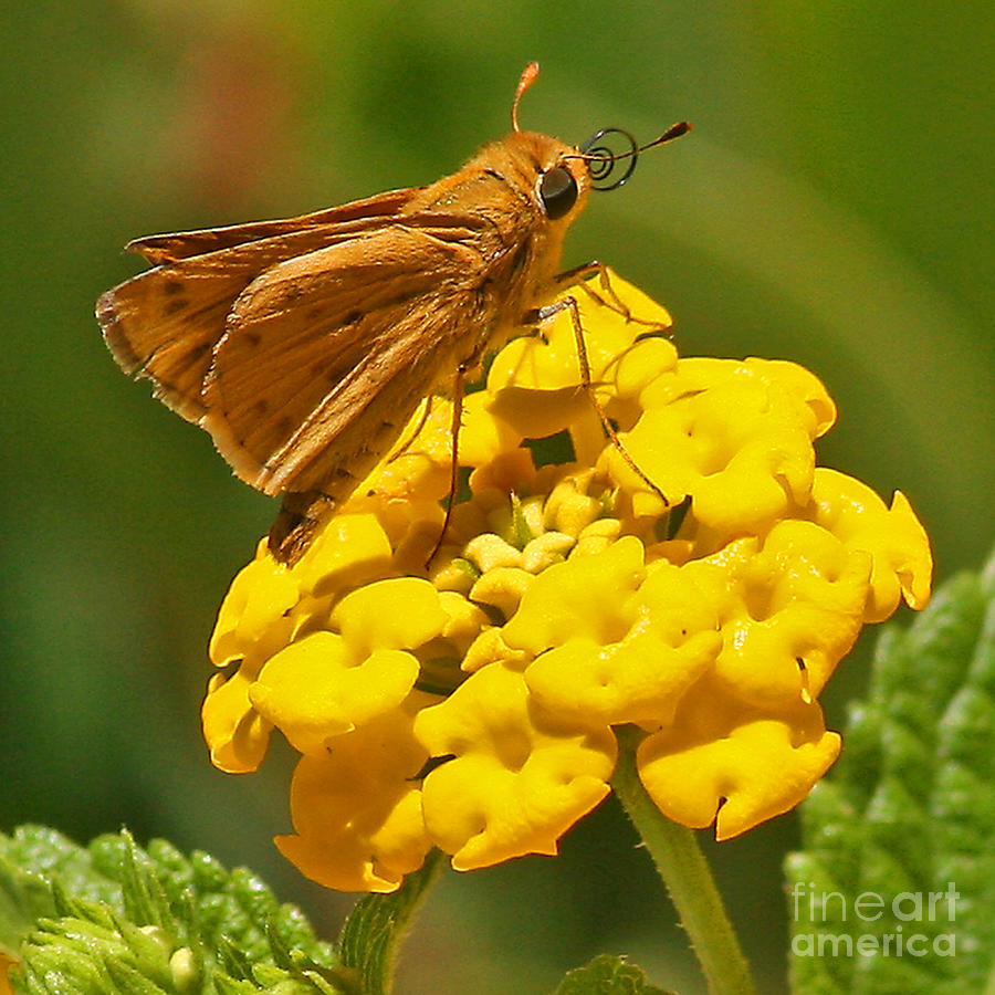 Long Dash Skipper on Yellow Lantana Flower Photograph by Kenny Bosak