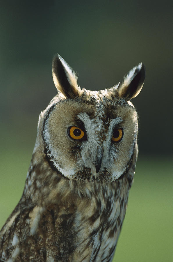 Long-eared Owl Asio Otus, Europe Photograph by Konrad Wothe