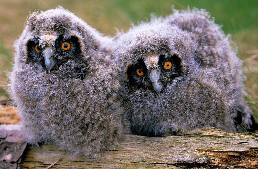 Long-eared Owl Asio Otus Two Owlets Photograph by Do Van Dijck
