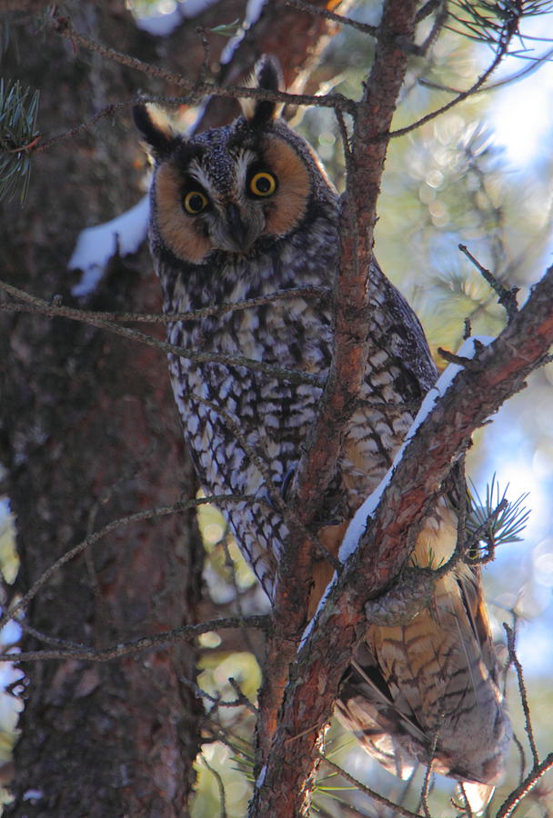 Long-eared Owl Photograph by Bruce J Robinson