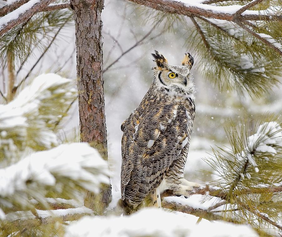 Mammal Photograph - Long Eared Owl by John Pitcher