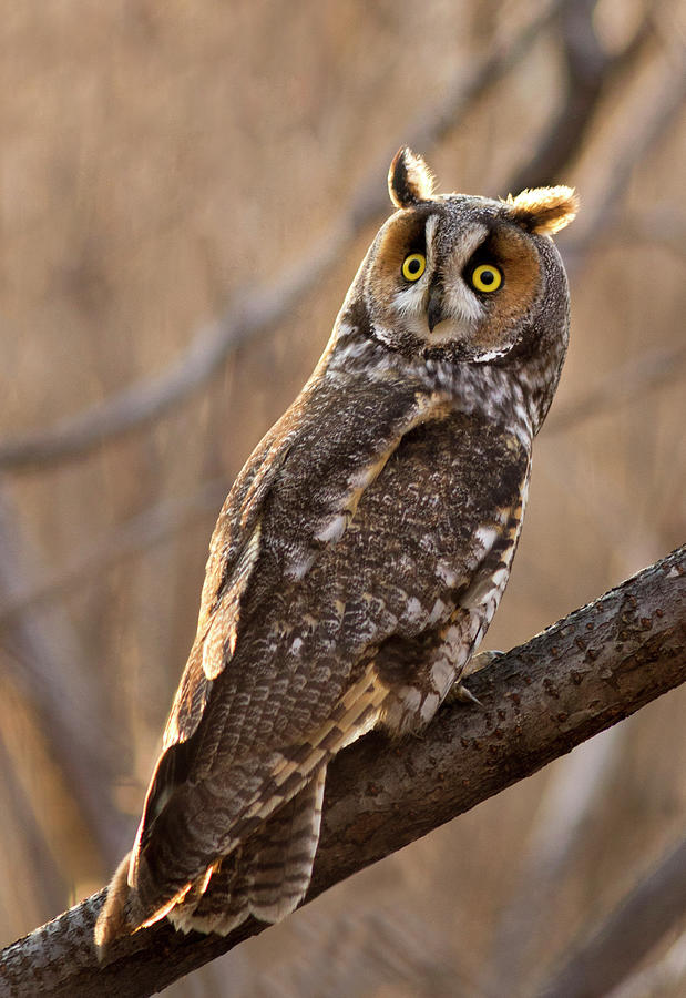 Long-eared Owl Photograph