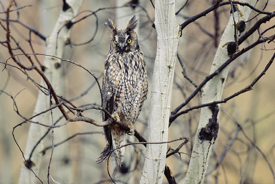 Long Eared Owl Perching In A Tree Photograph by Tim Fitzharris