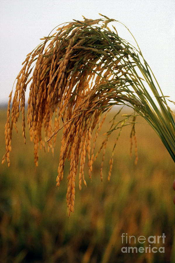 Long Grain Rice Photograph by Photo Researchers