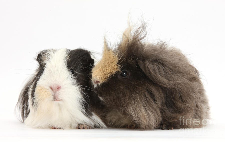 Nature Photograph - Long-haired Guinea Pigs by Mark Taylor