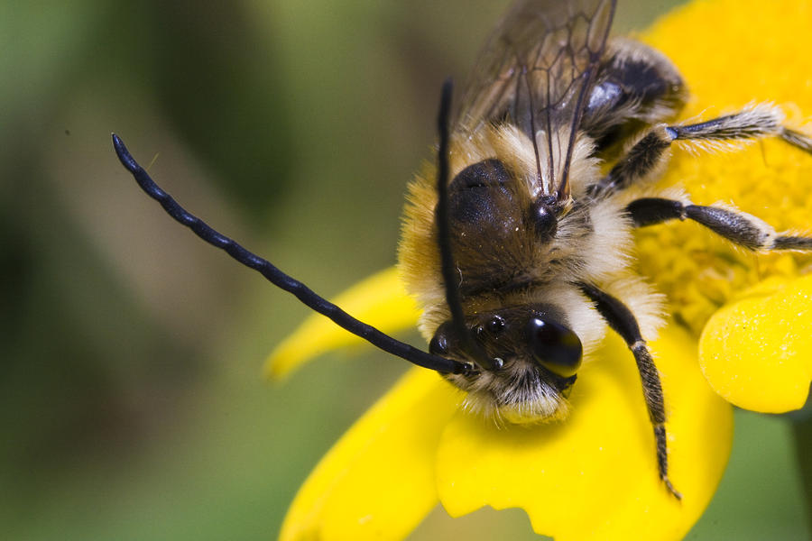 Long Horned Bee by Andre Goncalves