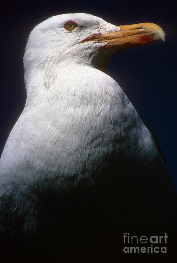 Long Island Seagull Photograph by Mark Gilman