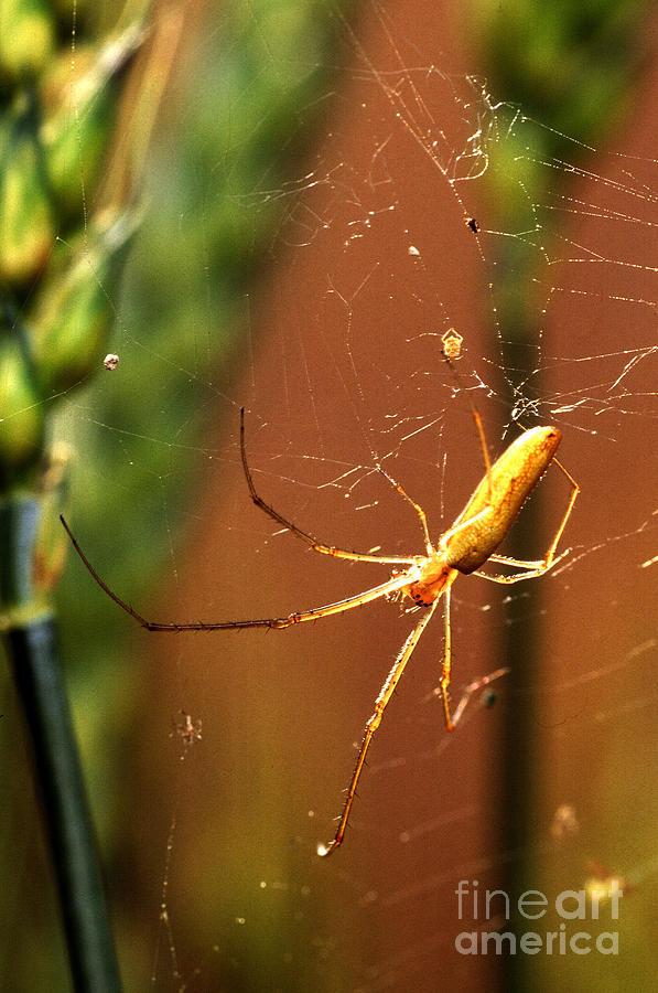 Long-jawed Orb Weaver Photograph by Science Source