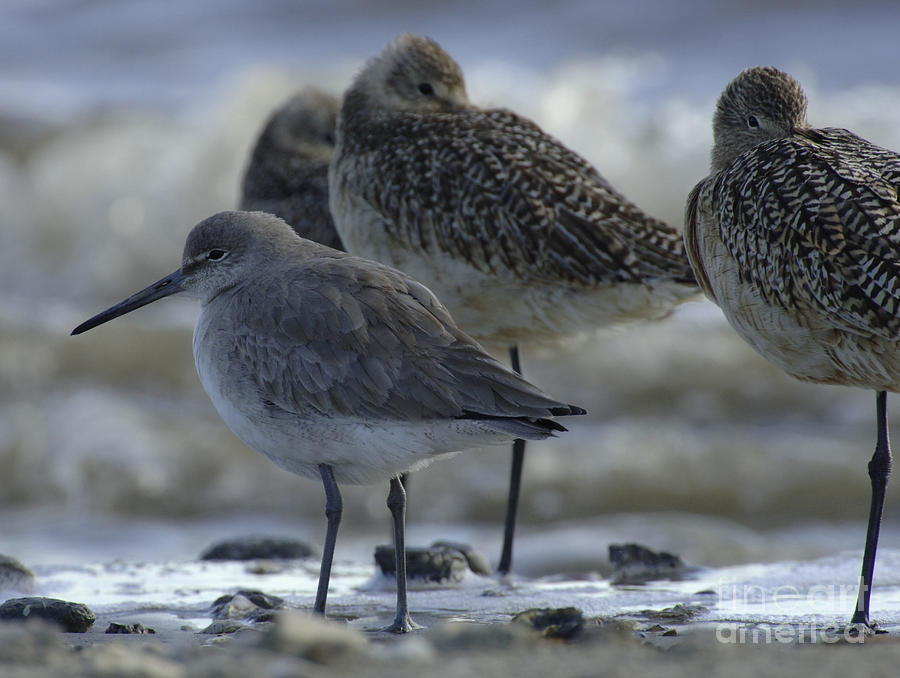 Shorebirds Photograph - Long Leg Shorebirds by Bob Christopher