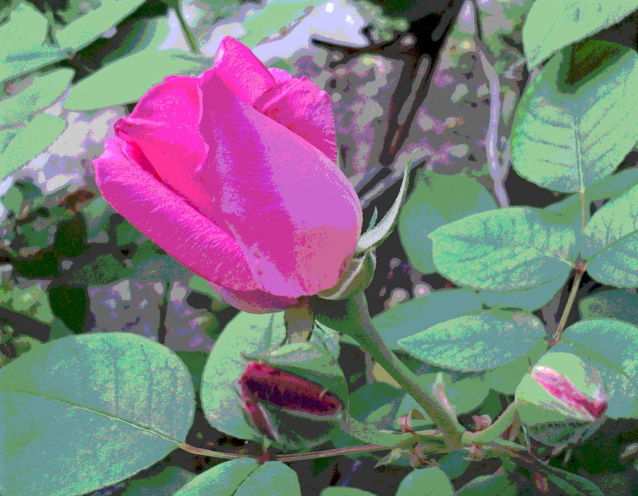 Long Pink Rose Bud Photograph by Padre Art