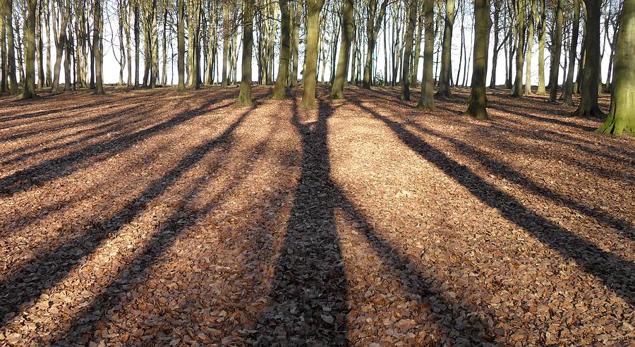 Long Shadows Photograph by Michael Standen Smith