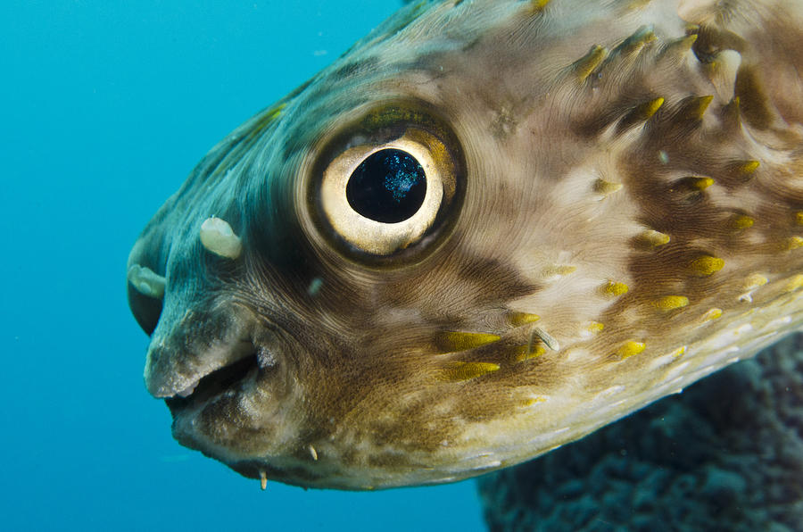 Long-spine Porcupinefish Diodon Photograph by Pete Oxford