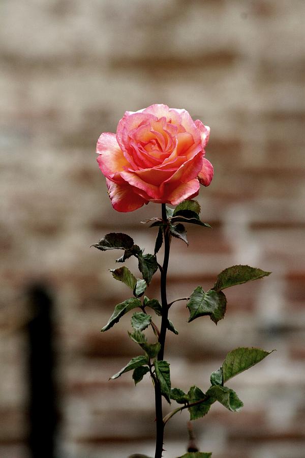 Rose Photograph - Long Stem Rose by Scott Brown