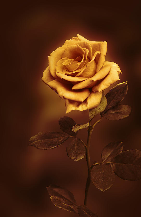 Long Stem Rose Sepia Digital Art by Linda Phelps