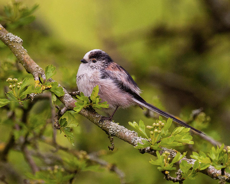 Long Tail Tit Photograph by Paul Scoullar