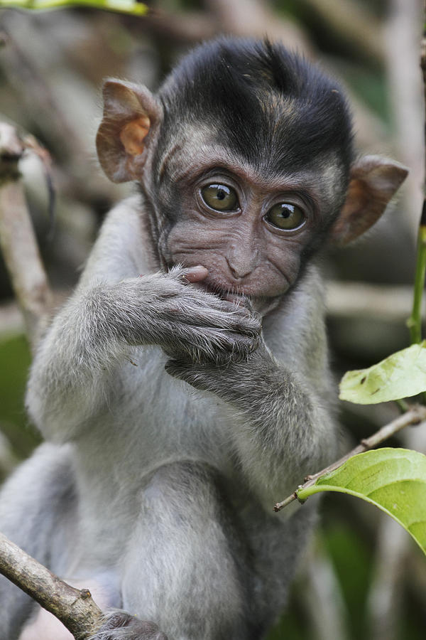 Long-tailed Macaque Macaca Fascicularis Photograph by Hiroya Minakuchi