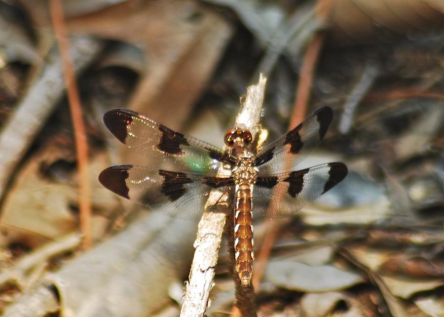 Long Tailed Skimmer 8695 3318 Photograph by Michael Peychich