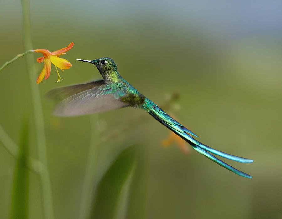 Long Tailed Sylph Feeding On Flower Photograph by Tim Fitzharris