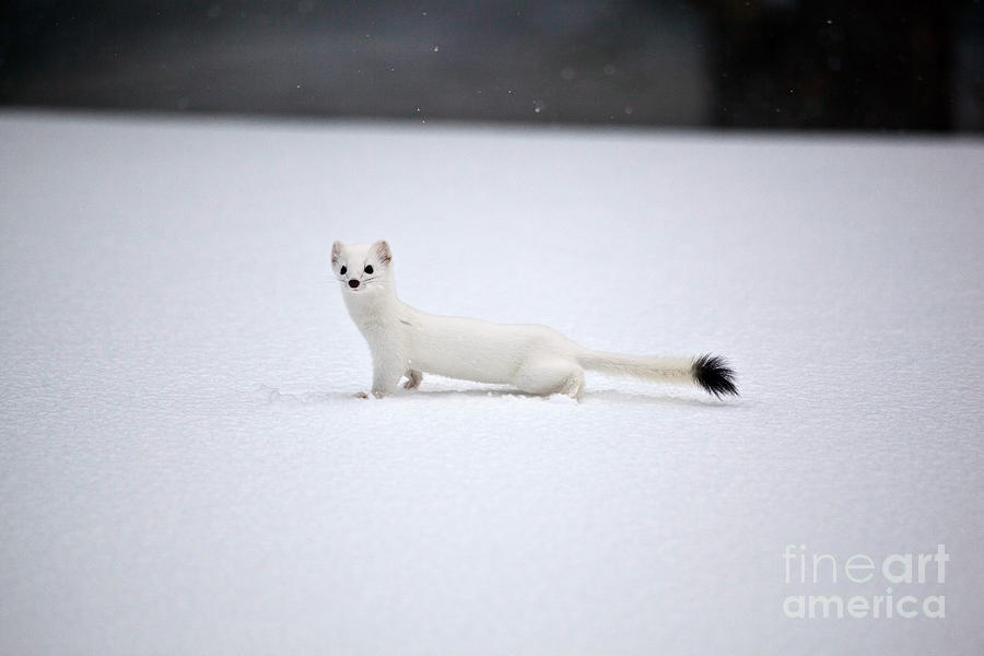Long-tailed Weasel In Winter Photograph by Greg Dimijian