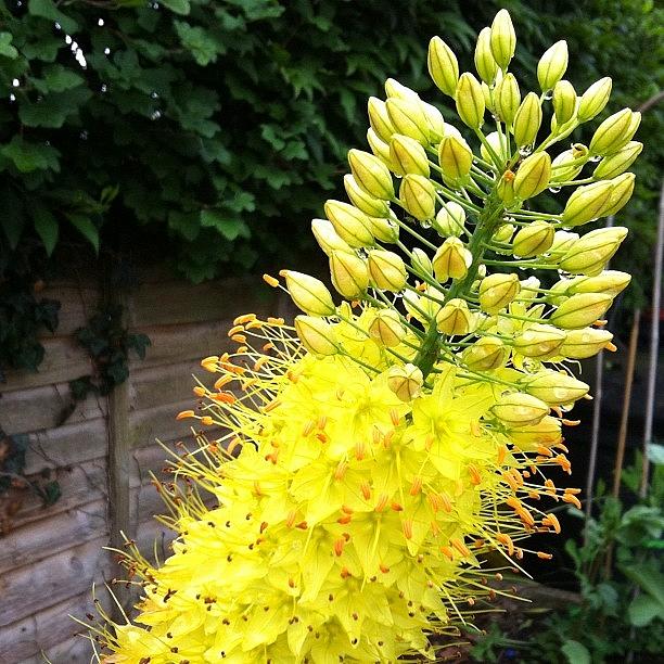 Long Yellow Flower Photograph by Joanne Hewitt