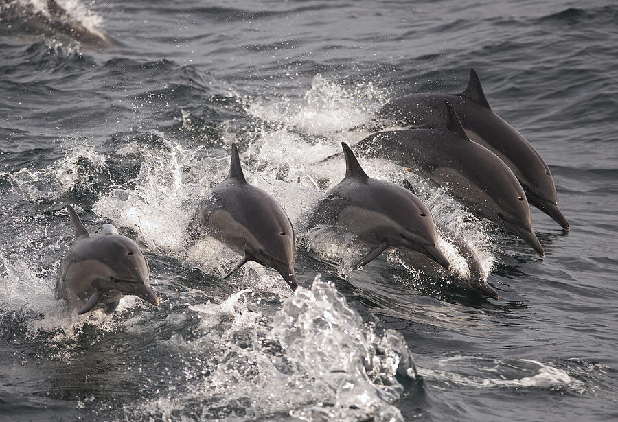 Longbeaked Common Dolphins Jumping Baja Photograph by Flip Nicklin