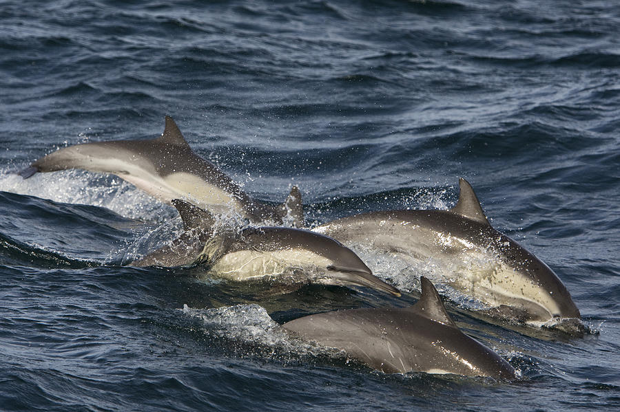Longbeaked Common Dolphins Porpoising Photograph by Suzi Eszterhas