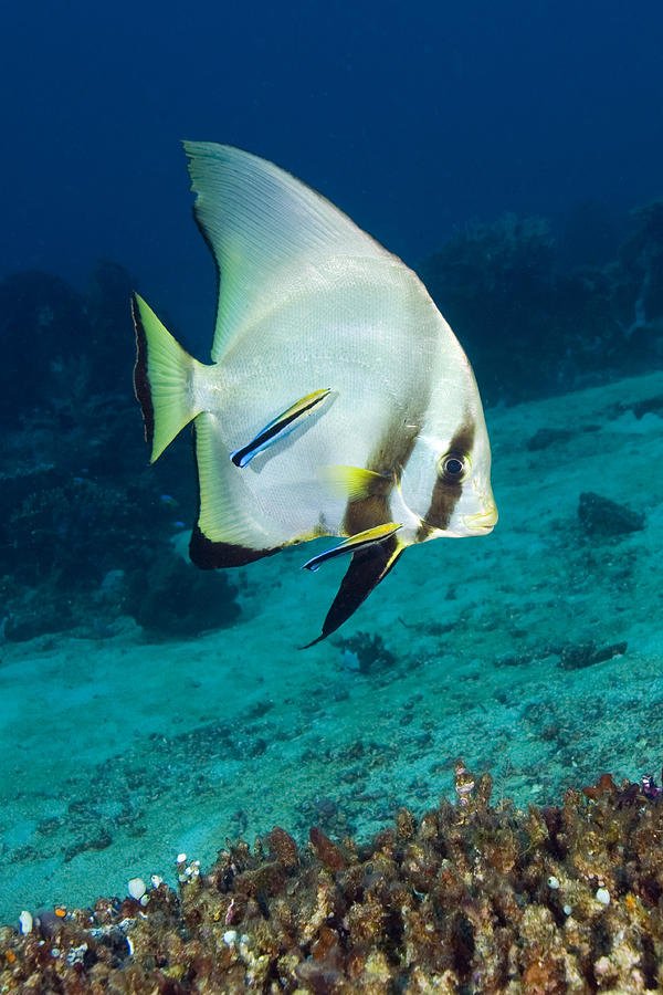 Fish Photograph - Longfin Batfish by Matthew Oldfield