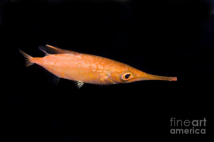 Fish Photograph - Longfin Snipefish by Dante Fenolio Fish Photograph - Longfin Snipefish by Dante Fenolio