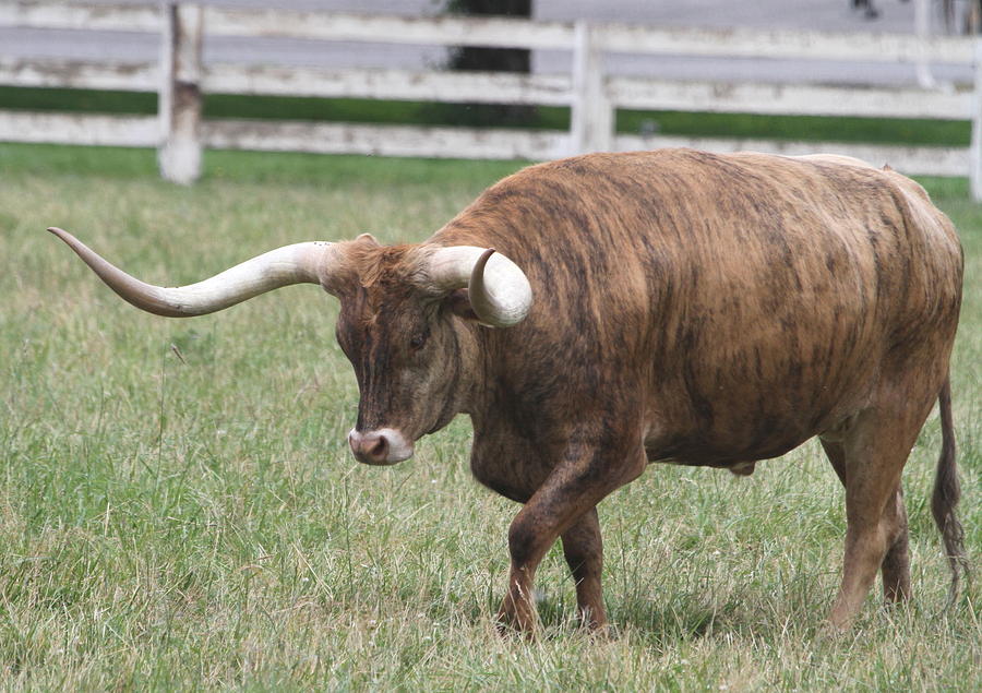 Bull Photograph - Longhorn by Angie Vogel