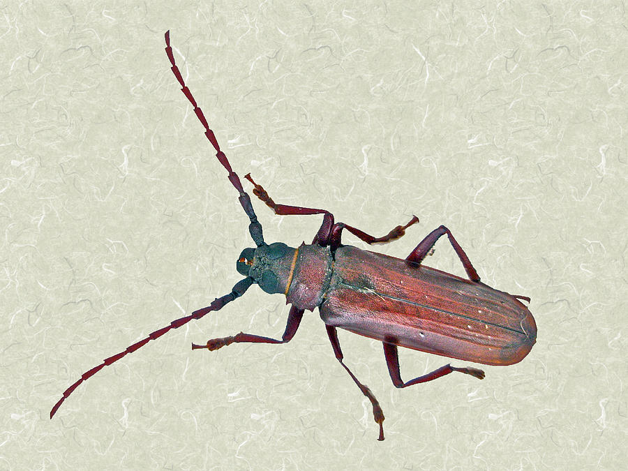 Longhorn Beetle - Cerambycidae Photograph by Carol Senske