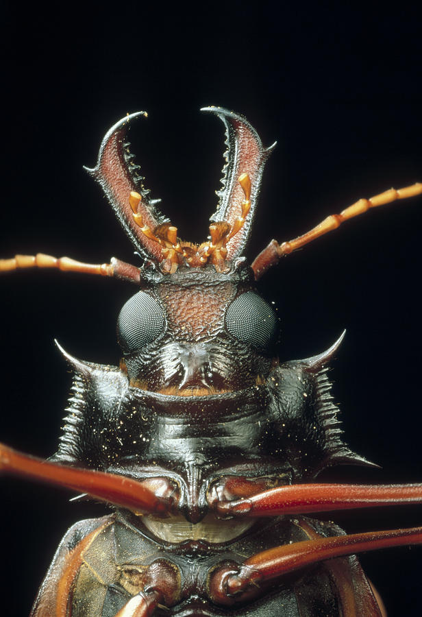Longhorn Beetle Macrodontia Cervicornis Photograph by Mark Moffett