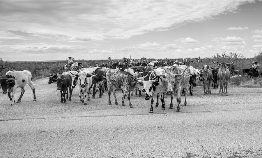 Longhorn Cattle Drive 3 Photograph by Ralph Brannan | Fine Art America