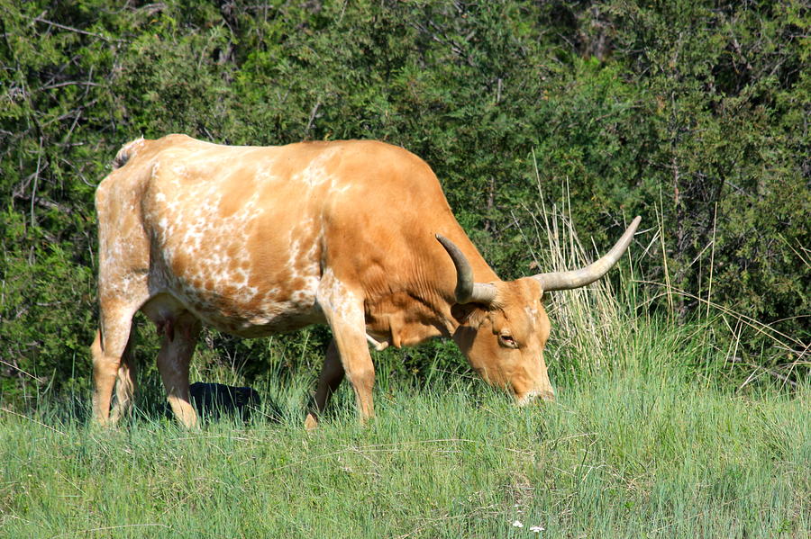 Cow Photograph - Longhorn Cow by Karon Melillo DeVega