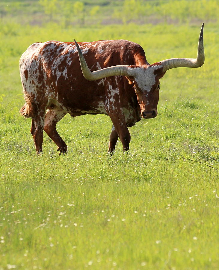 Texas Photograph - Longhorn by Elizabeth Hart