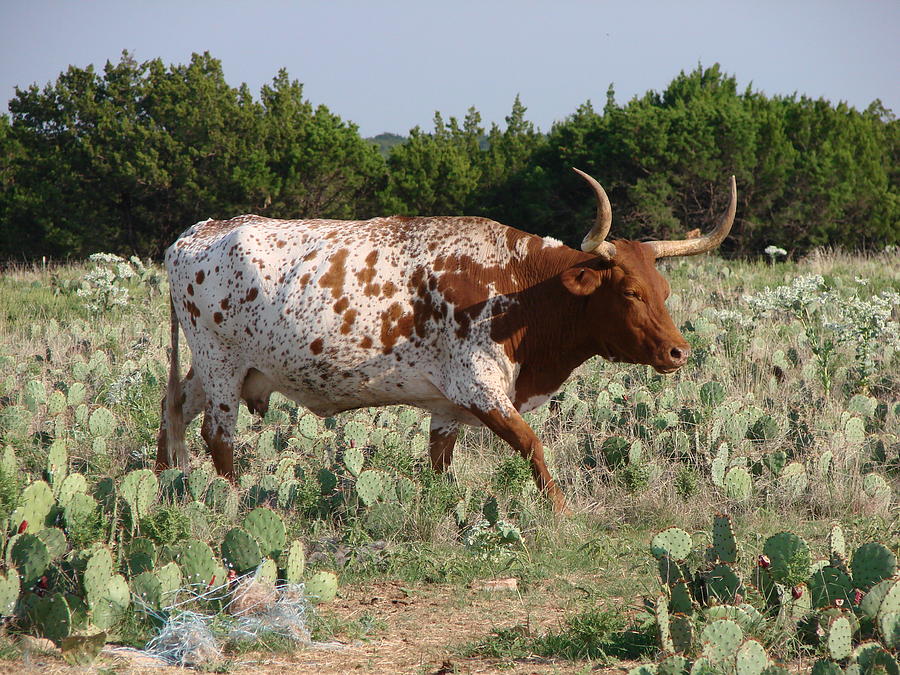 Longhorn In Cactus Photograph by Linda Cox