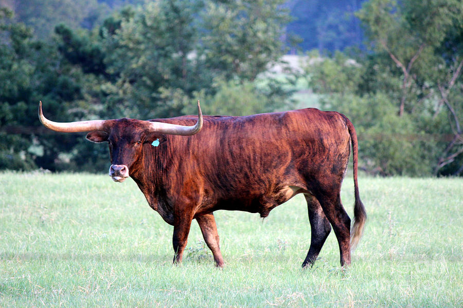 Cow Photograph - Longhorn of Texas by Kathy  White