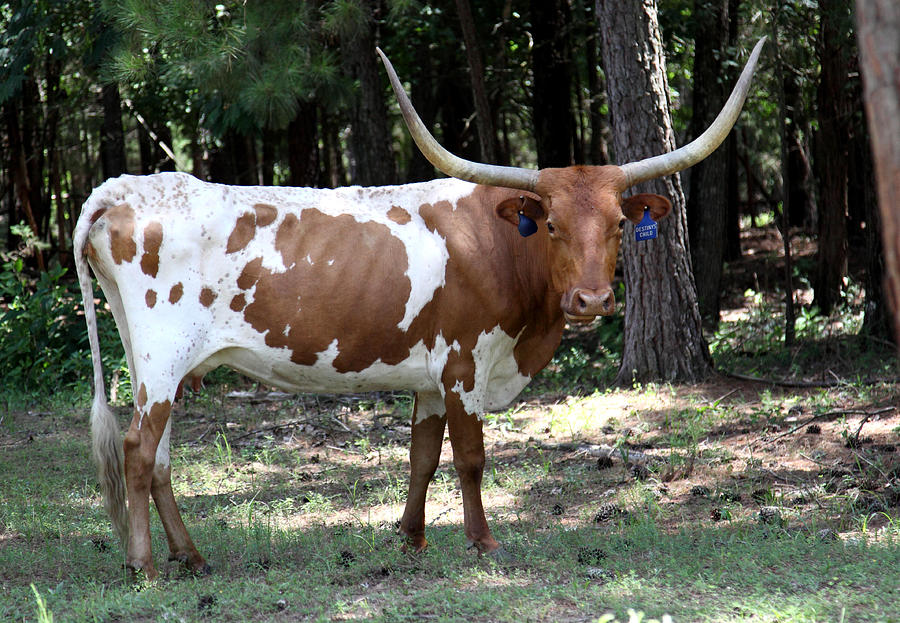 Cow Photograph - Longhorn Rescue by Sheri Bartay