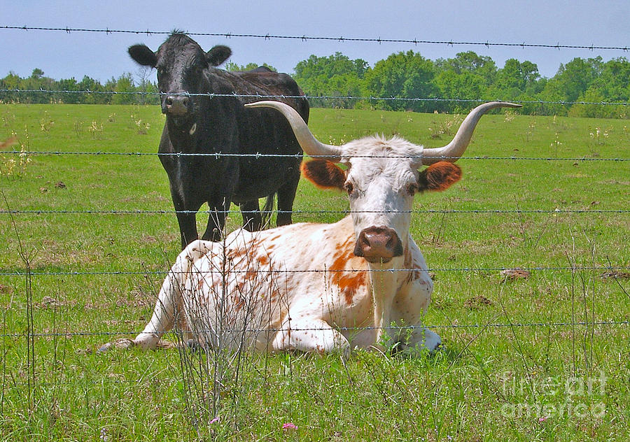 Longhorn Resting Photograph by Val Miller