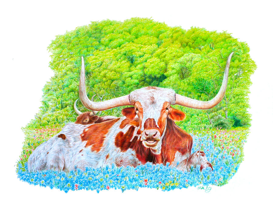 Longhorns in Bluebonnets Drawing by Mike Ivey