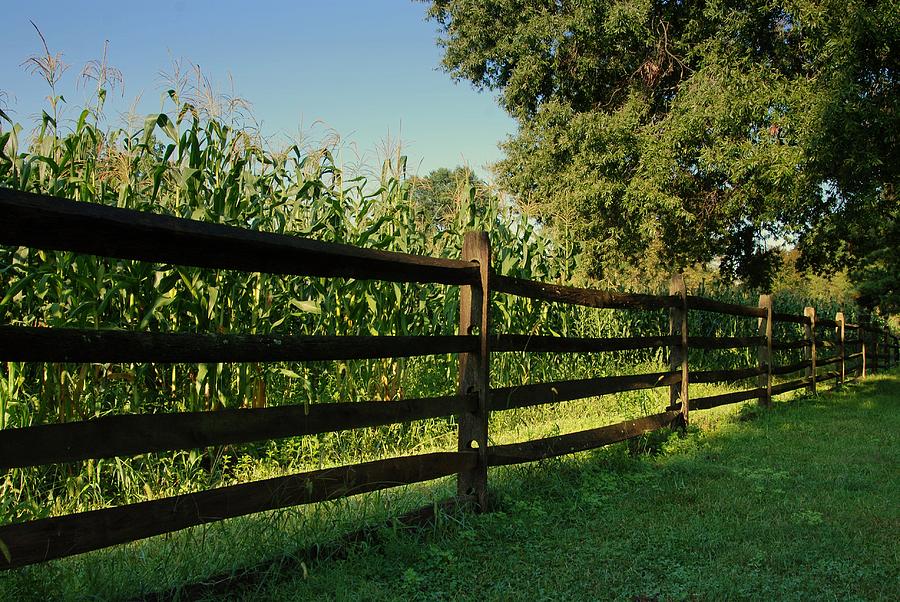 Longstreet Farm Growing Corn - Holmdel Park Photograph by Angie Tirado