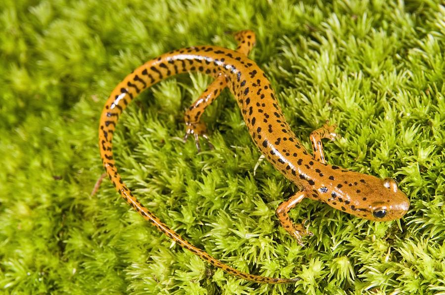 Amphibians Photograph - Longtail Salamander Eurycea Longicauda by Jack Goldfarb